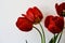 Red tulip boquet in front of white background