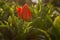 Red tulip bright sunlight. Beautiful spring flower background