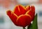 A red tulip bud. Macro.Russia, Moscow.Birthday gift