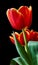 A red tulip bud. Macro.Russia, Moscow.Birthday gift