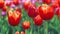 Red tulip buds on flowering field at spring. Close up red tulip on flower bed