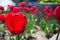 Red Tulip in Canada