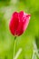 Red tulip close up