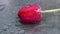 Red tulip close-up under rain water drops video