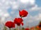 Red tulip closeup, red poppies and clouds