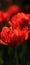 Red tulip on dark background, phone wallpaper