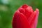 A red tulip enveloped in raindrops