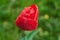 A red tulip enveloped in raindrops