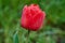 A red tulip enveloped in raindrops