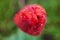 A red tulip enveloped in raindrops