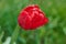A red tulip enveloped in raindrops
