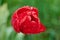 A red tulip enveloped in raindrops