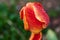 A red tulip enveloped in raindrops