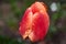 A red tulip enveloped in raindrops