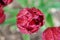 A red tulip enveloped in raindrops