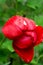 Red tulip fades in drops after rain,