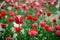 Red tulip in a field of flowers