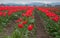 Red Tulip Field Landscape Skagit County Washington