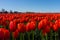 Red Tulip Fields