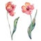 Red tulip floral botanical flowes. Watercolor background set. Isolated tulips illustration element.