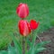 Red Tulip Flower Blossom Trio