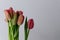 Red tulip flower bouquet in bloom isolated on a bright solid white textured background