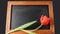 Red tulip flower on dark chalkboard. Greeting empty floral card mockup