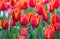 Red tulip flower fields blooming