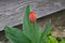 Red tulip flower in the garden against the background of the fence