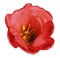 Red tulip flower on isolated white background with clipping path without shadows. Close-up. For design.