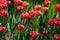 Red tulip flowers. Tulip buds. Flowering tulip field