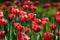 Red tulip flowers. Tulip buds. Flowering tulip field