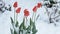 Red tulip flowers under the snow in late Spring snowfall