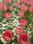Red tulip flowers on white daisy flowerbed in Tokyo, Japan