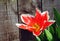 Red tulip on front of wooden fence