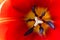 Red tulip. Full frame macro shot of beautiful spring flower