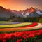 Red Tulip Garden,Beautiful, Flower, Sun set