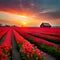 Red Tulip Garden,Beautiful, Flower, Sun set