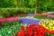 Red tulip garden in spring background or pattern