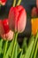 Red tulip on a green flower stem