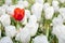 Red tulip growth among white tuplip background Concept for diff