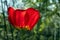 Red tulip, an insect sits on a petal