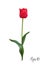 Red Tulip isolated on white background close up. Photo-realistic mesh vector illustration.