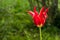red tulip lily blossom on a green blurry background