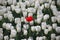 red tulip lost in row of white tulips in sunlight in rows in a l