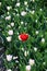 red tulip lost in row of white tulips in sunlight in rows in a l