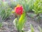 red tulip in the mother`s garden