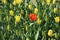 Red tulip in the oasis of yellow tulips. Early bloom.