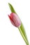 Red tulip over white background