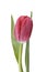 Red tulip over white background